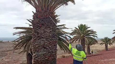 Un operario del Servicio de Márgenes adecentando una palmera.