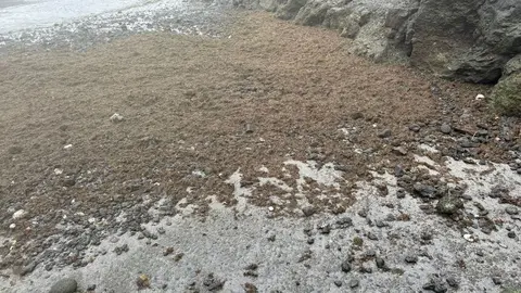 Proliferaciones de microalgas en Punta Mujeres.