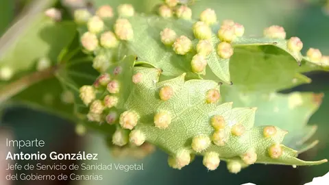 Cartel promocional de la charla sobre la Filoxera de Lanzarote.