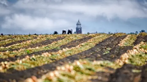 Imagen de agricultores de Teguise distribuida por el Cabildo.