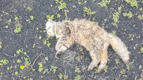 Imagen de uno de los gatos que los vecinos denuncian que han matado los perros.