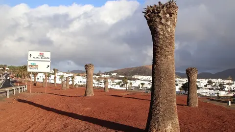 Palmeras situadas en Uga.