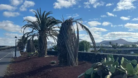Palmeras muertas en Yaiza.