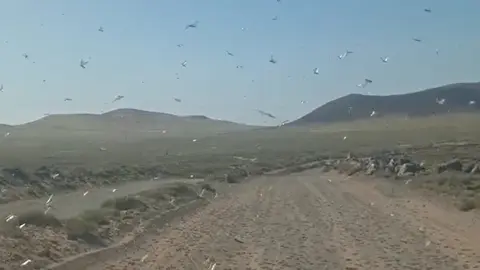 Imagen de los peligrosos insectos entre Famara y San Juan.