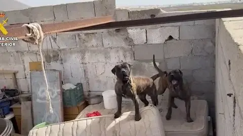 Animales encontrados por el SEPRONA.