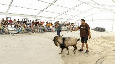 Un ganadero paga 2.300 euros por un macho de cabra en la feria de Teguise