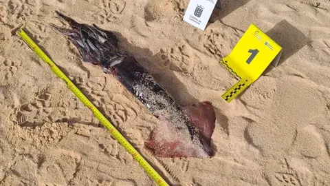 Encuentran en el Caletón Blanco varios calamares de casi un metro