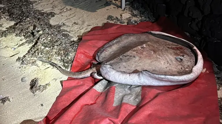 Manta Raya localizada en Las Caletas.