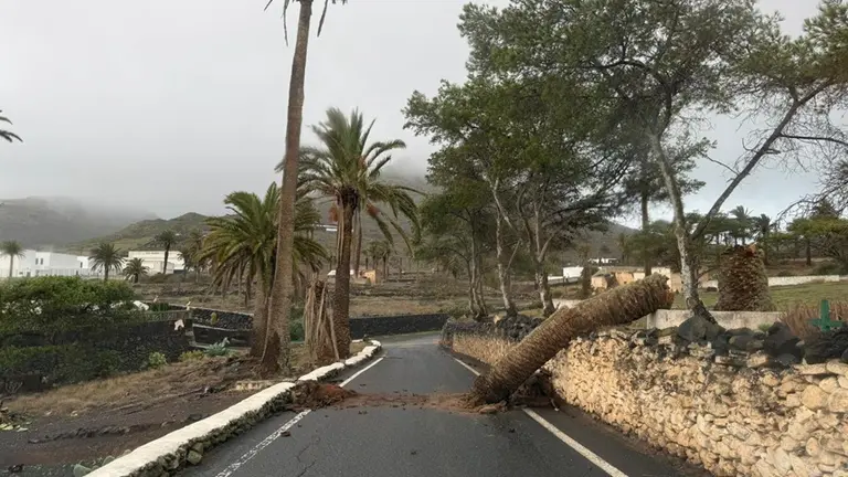 Imagen de una palmera que se ha ca&iacute;do en medio de una carretera de Har&iacute;a.