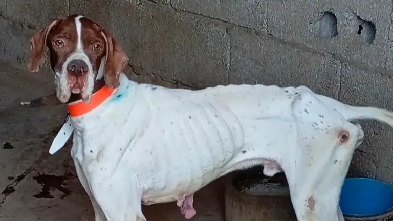 Perro rescatado en Tinajo.