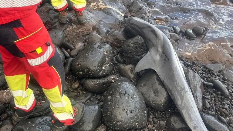 Imagen del animal muerto en las rocas.