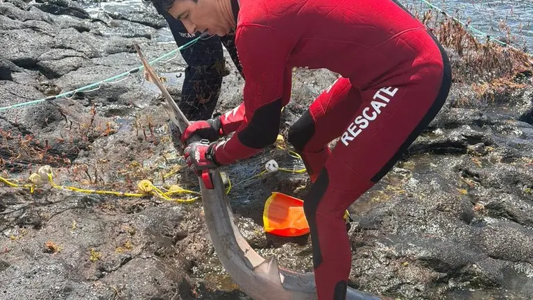 Uno de los bomberos tratando de rescatar a uno de los marrajos que quedaron atrapados en la red
