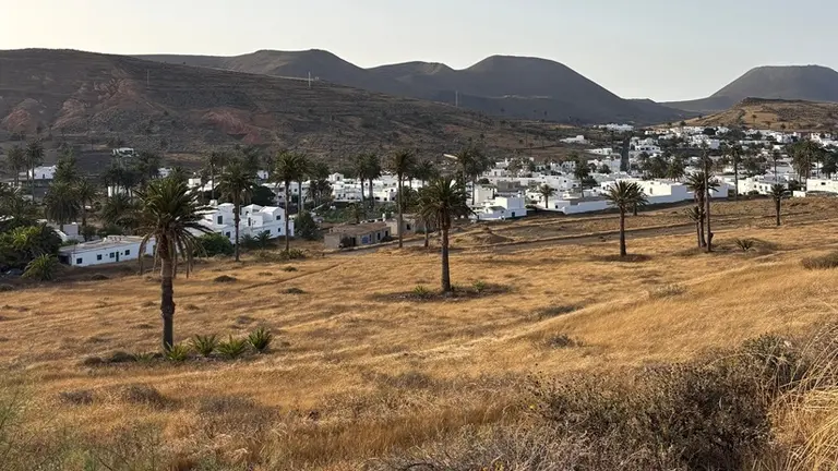 Estado de el palmeral de Har&iacute;a. 
