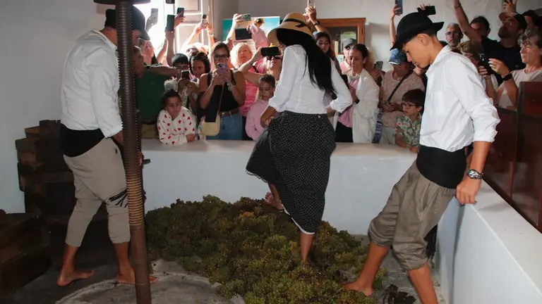 Vendimia tradicional en La Geria.