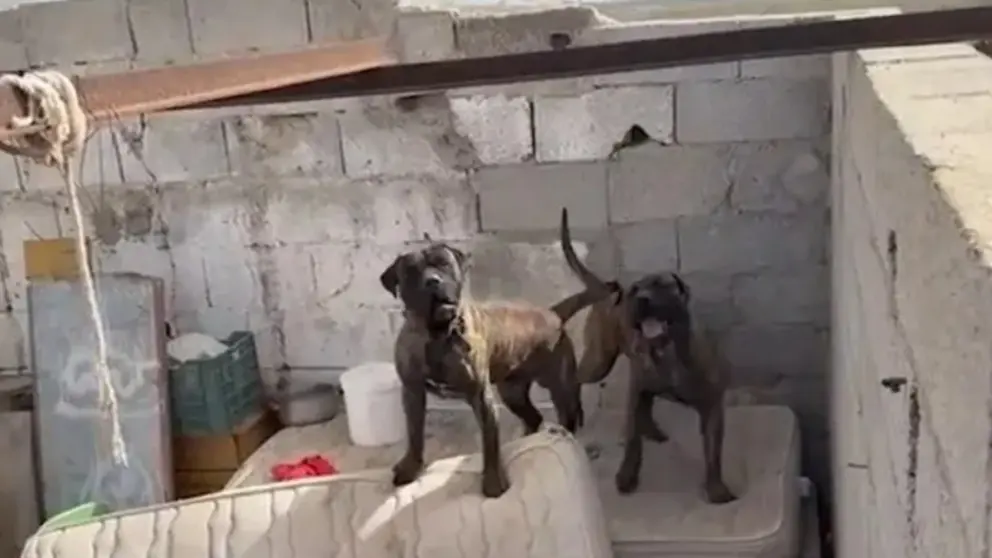 Imagen de los presas canarios localizados por la Guardia Civil.