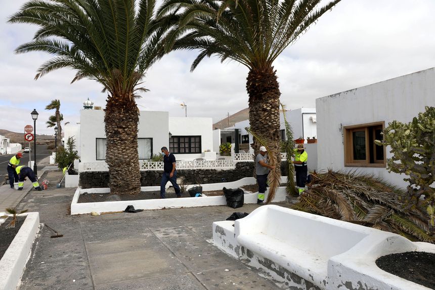 PODA PALMERAS LOS COCOTEROS
