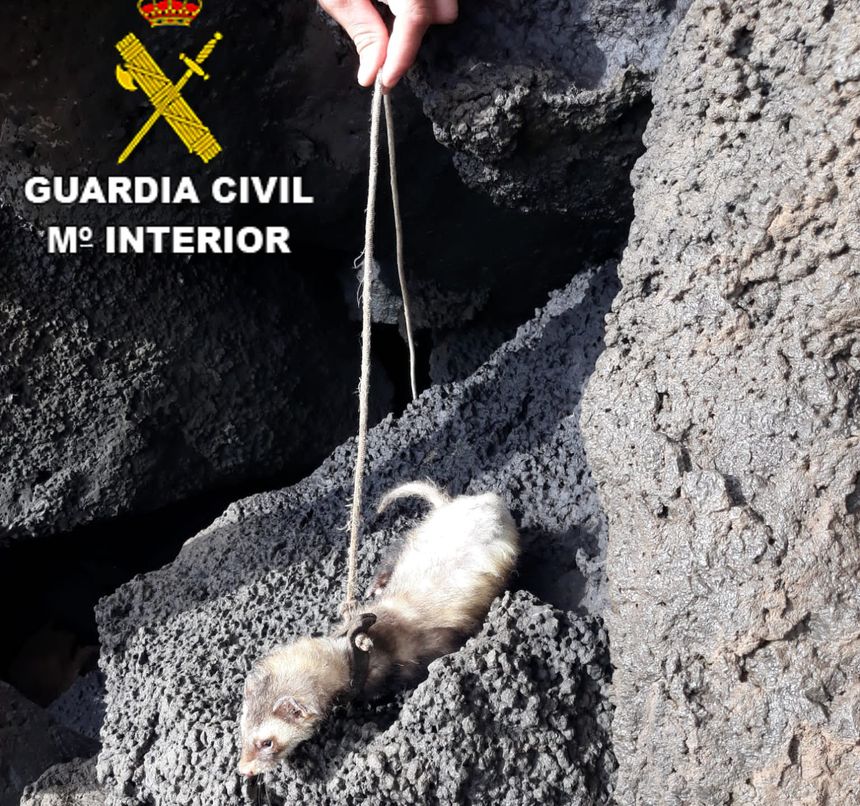 foto mcs pardelas lzt hurón