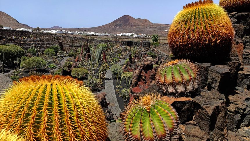 Jardin de Cactus 2020 (22)