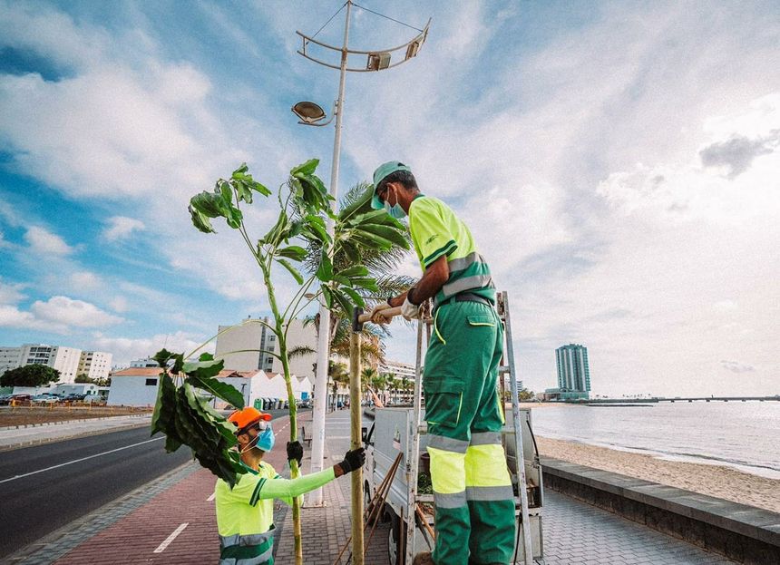Plantación de nuevos árboles en la ciudad de Arrecife