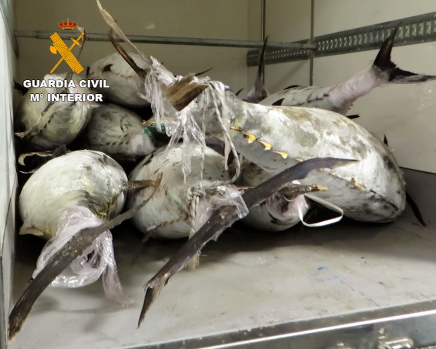 productos_pesqueros_conjelados_las_palmas_editada 3