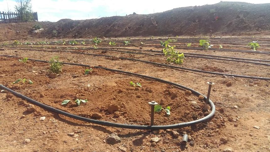 huertos comunitarios 1