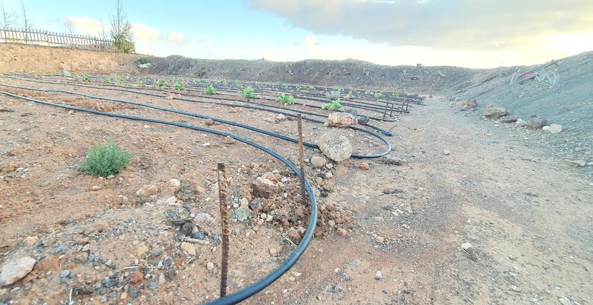 Realidad huerto comunitario Tías (8)