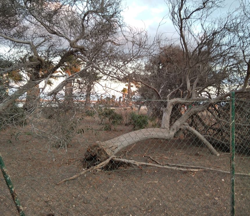 lanzaroteenpie_arrecife_parque_canino (2)