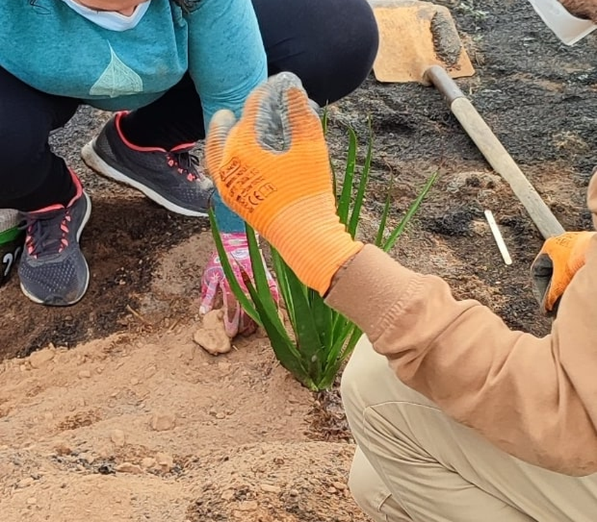 Replantación Maneje 2