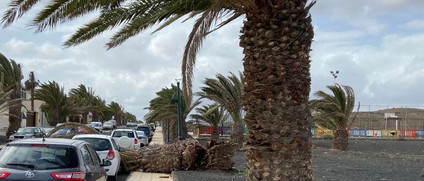 palmera
