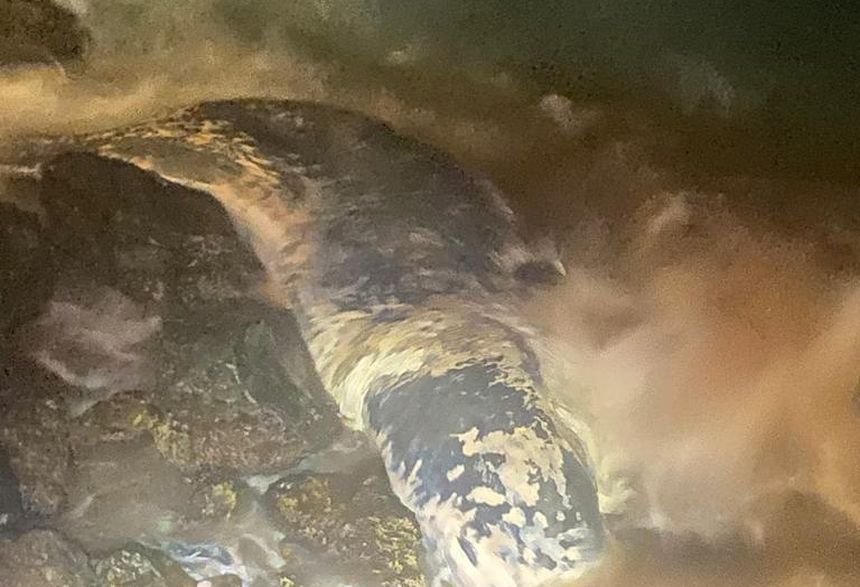 Imagen captada por vecinos de la zona cuando llegaron los restos de la ballena a la zona.