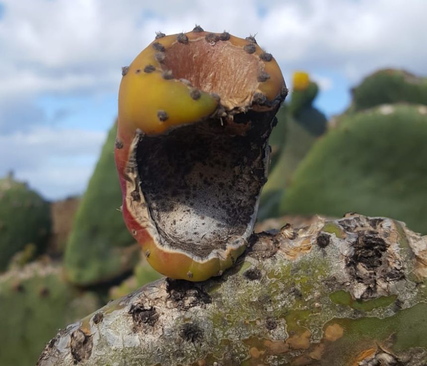 Así se encuentran la mayoría de los higos de la finca.