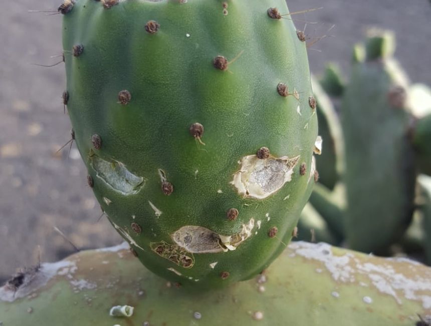Acción sobre otro de los frutos de la tunera.