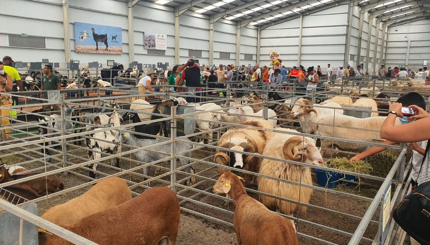 Imagen de una de las zonas de ganado de la feria