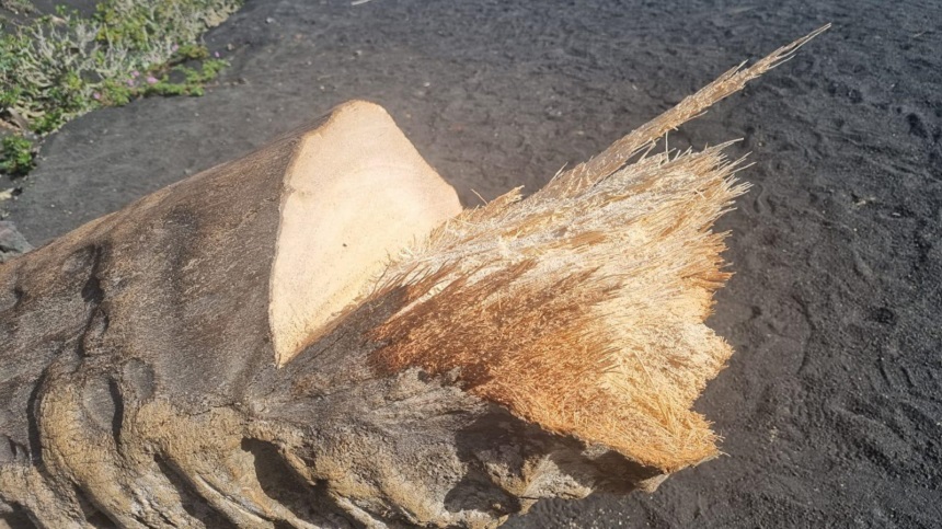 Imagen del tronco de la palmera tras la tala realizada.