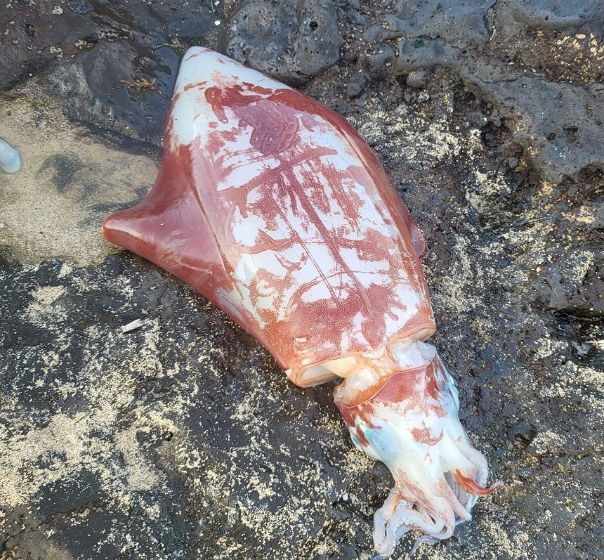 Imagen del calamar encontrado en La Graciosa.