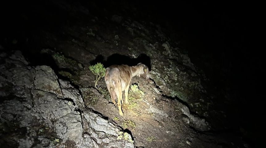 Imagen de la cabra en el lugar en el que se encontraba antes del rescate