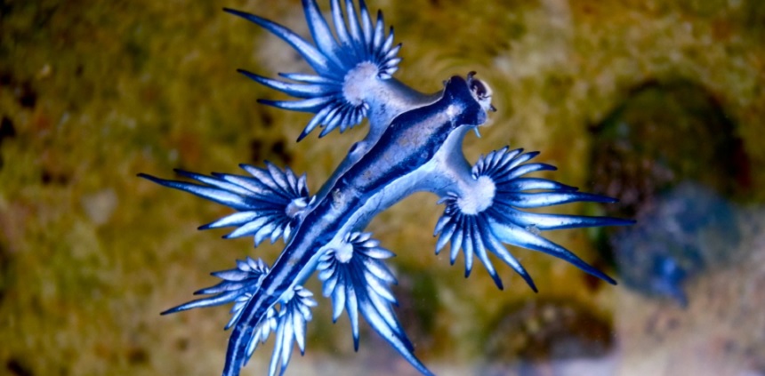 Imagen de La Sexta de un Dragón Azul.