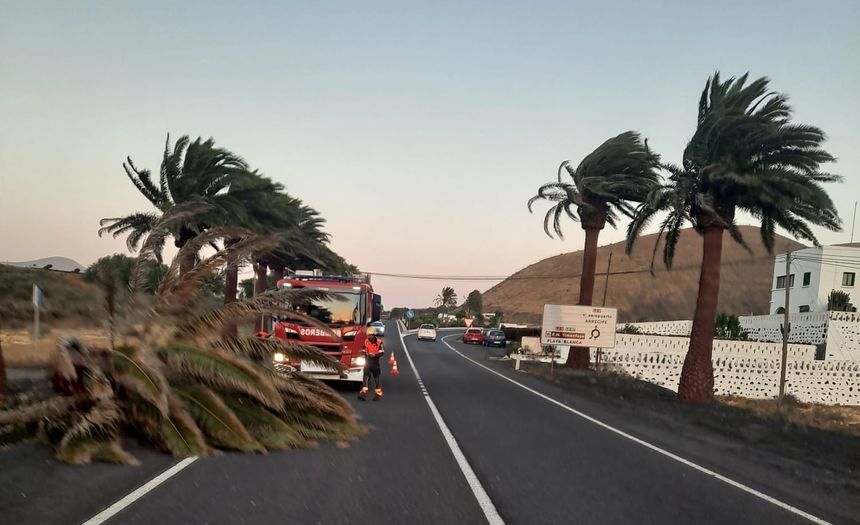 palmera