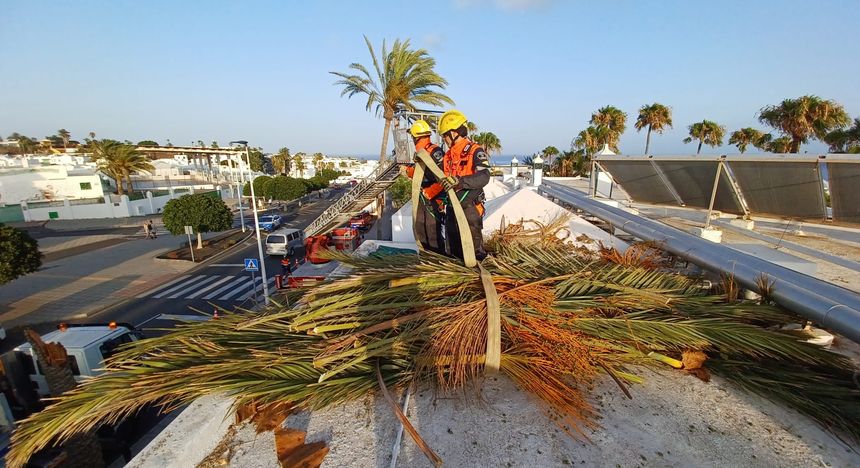 palmera