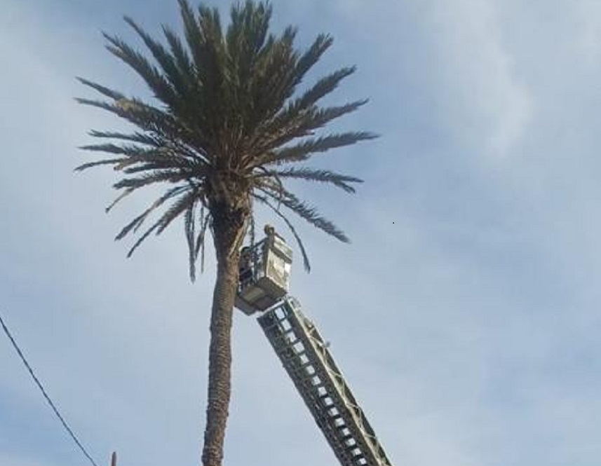 Bombero procediendo a la tala de la palmera.