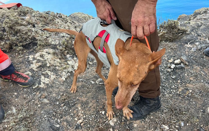 podenco dos