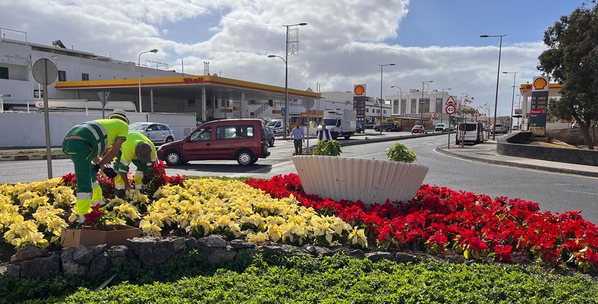 Arrecife planta 12.000 flores de pascua para embellecer y ambientar por Navidad los espacios verdes
