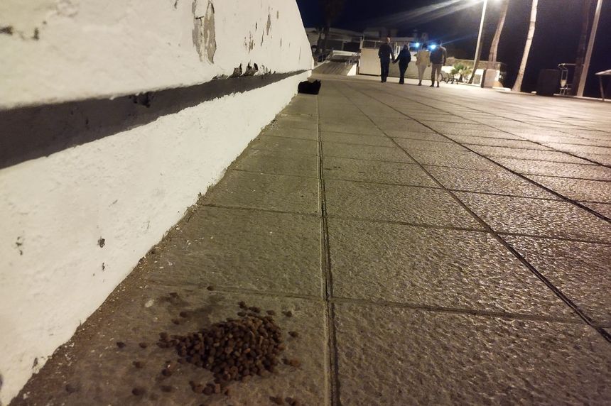 Comida para gatos en la calle