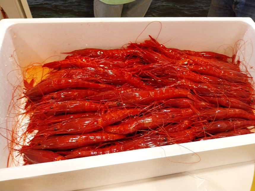 Carabineros de La Santa.