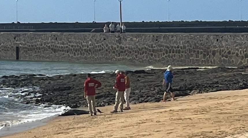 Aparece varado un delfín listado junto al Castillo de San Gabriel. El Ayuntamiento de Arrecife activa el protocolo