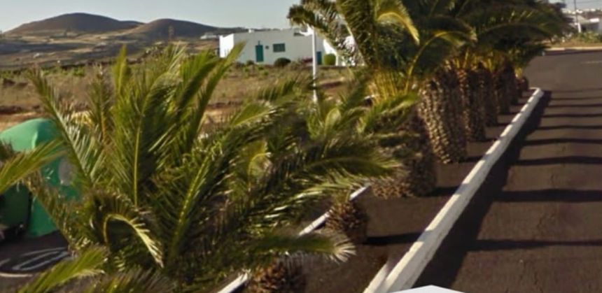 Imagen de la misma zona con las palmeras.
