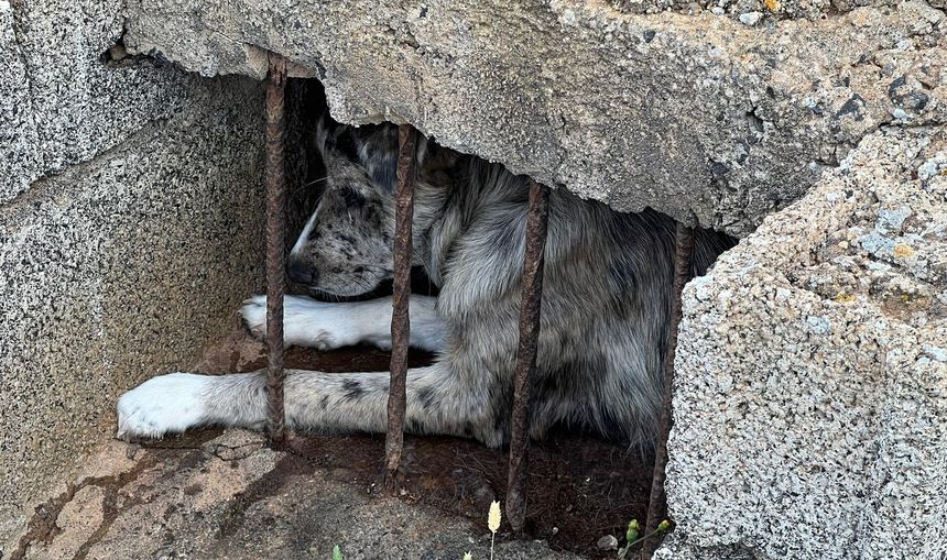 El perro estaba posado en un rebosadero del aljibe.
