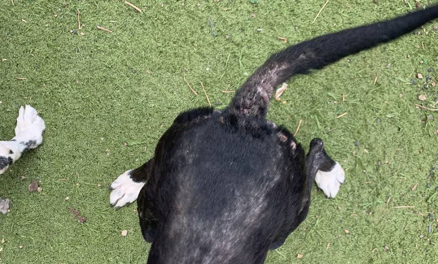 Intervención de la Policía Local de Arrecife para liberar maltrato a los perros . Imagen de los daños a uno de los perros