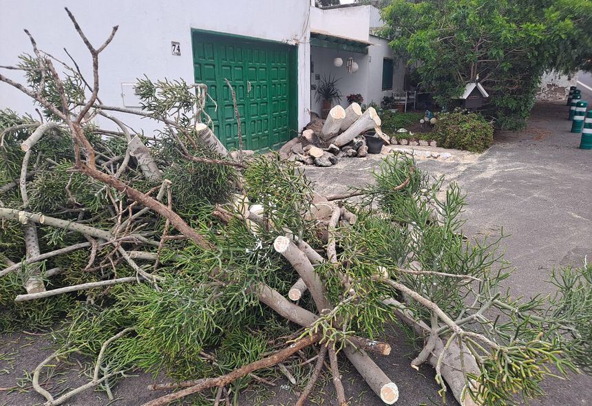 Imagen de cómo quedó el árbol después de que lo cortaran los bomberos