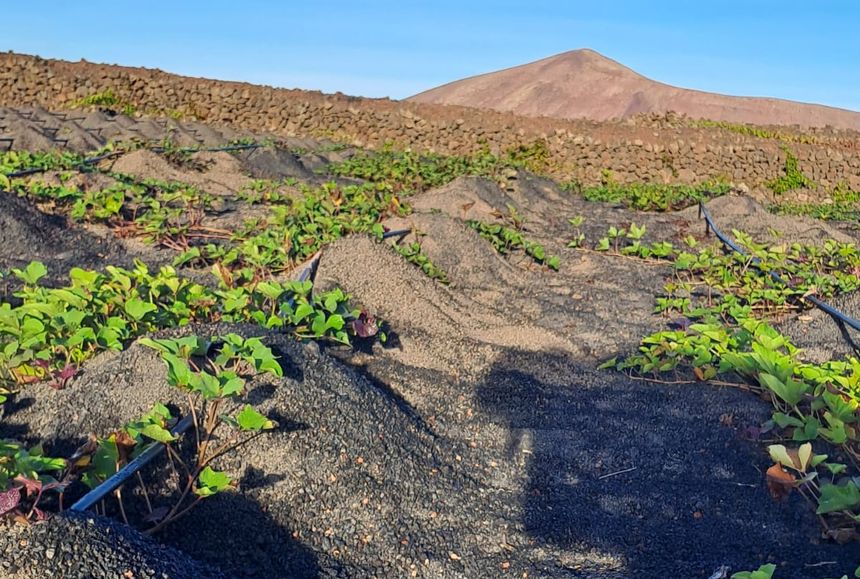Los agricultores de Lanzarote han sabido adaptarse a las condiciones del campo.
